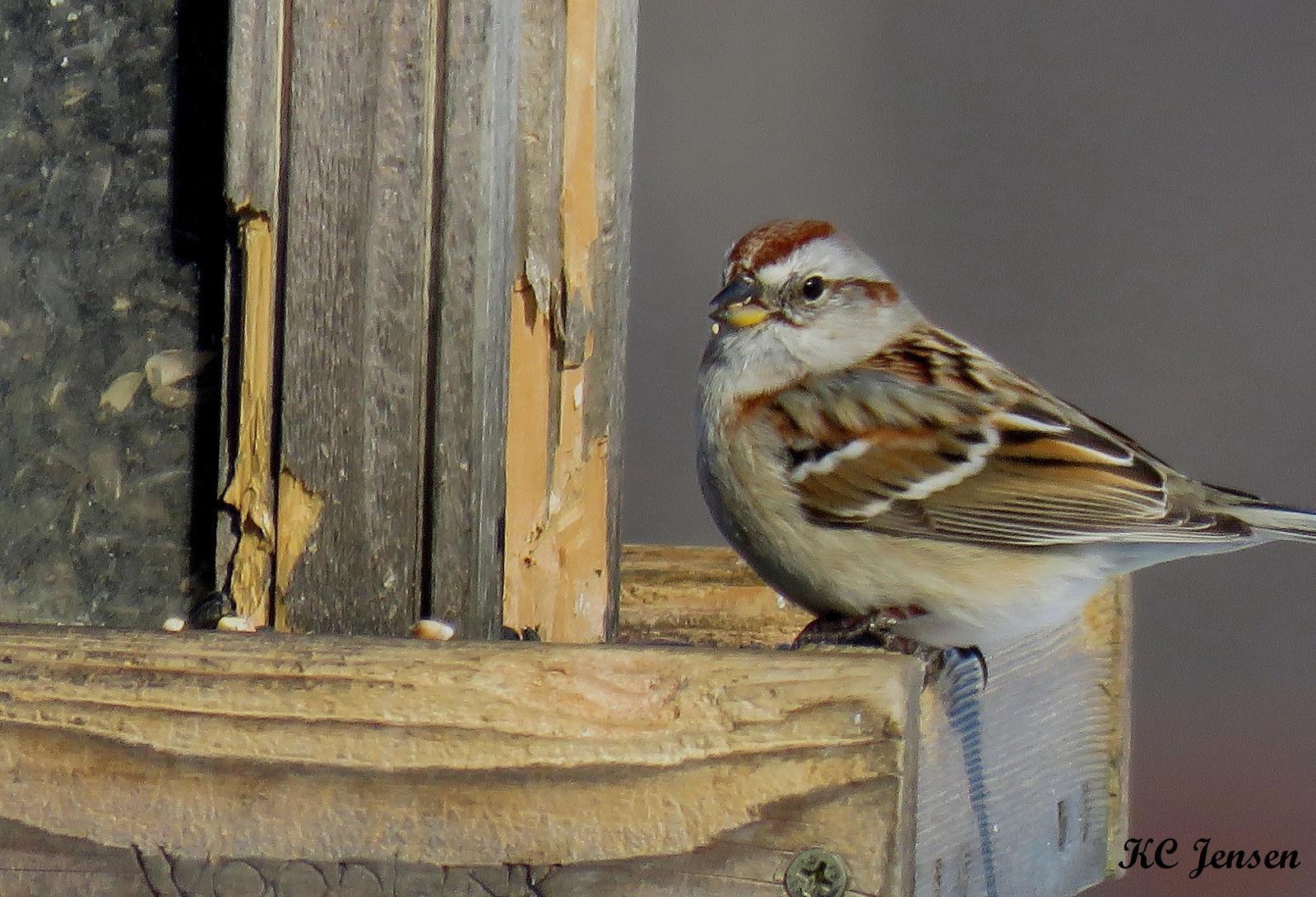 American Tree Sparrow Photo by Kent Jensen