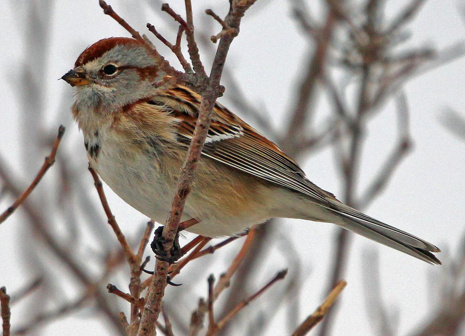 American Tree Sparrow Photo by Tom Gannon