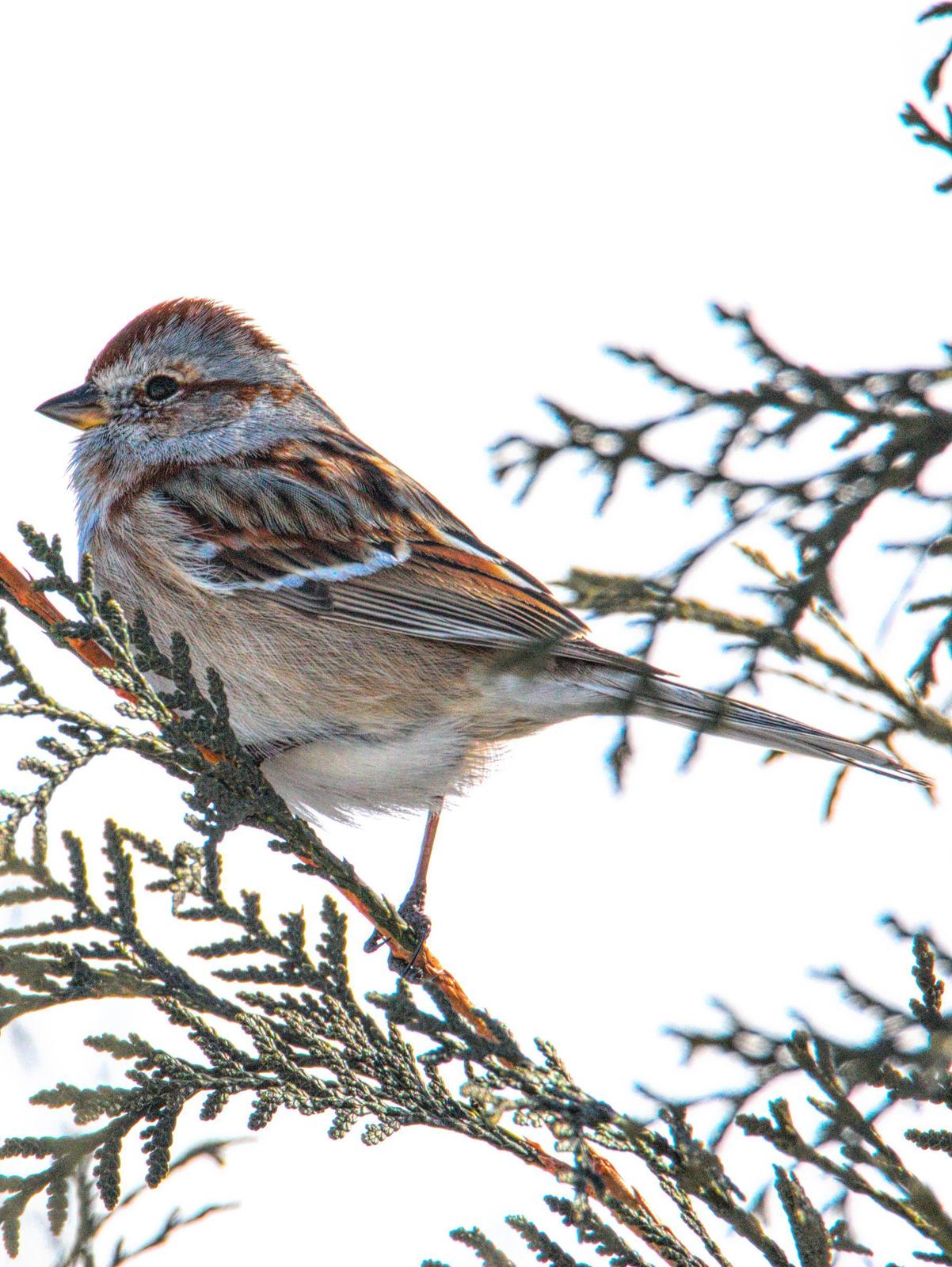 American Tree Sparrow Photo by Dan Tallman