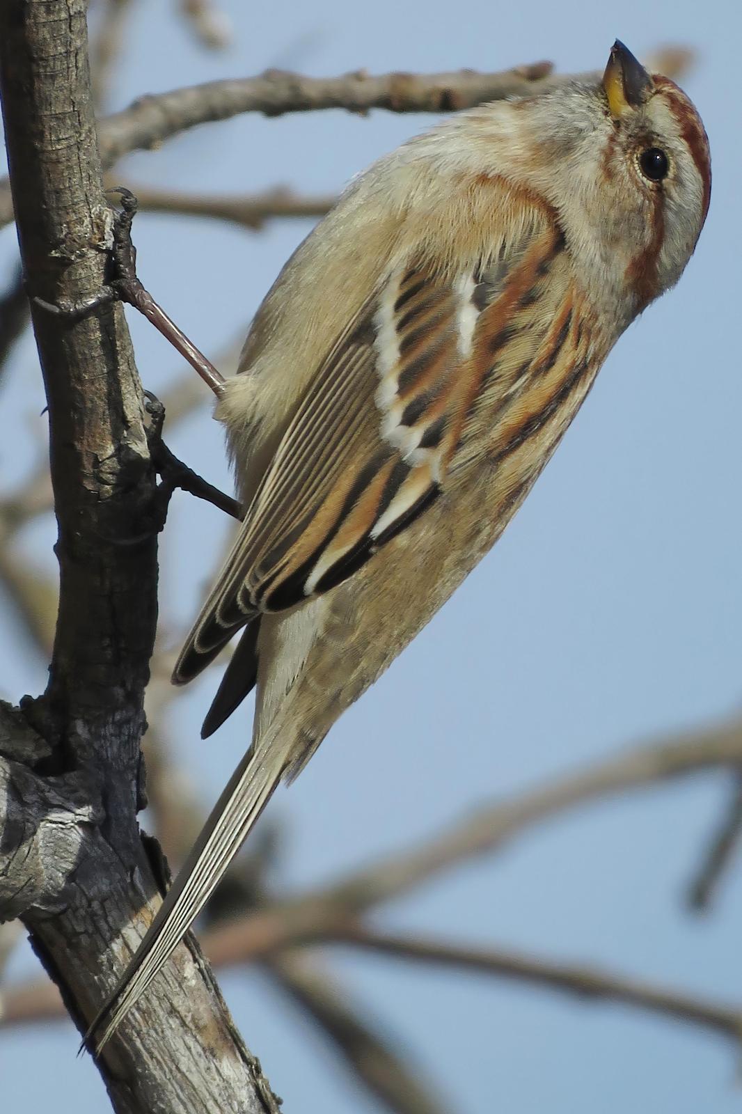 American Tree Sparrow Photo by Bob Neugebauer