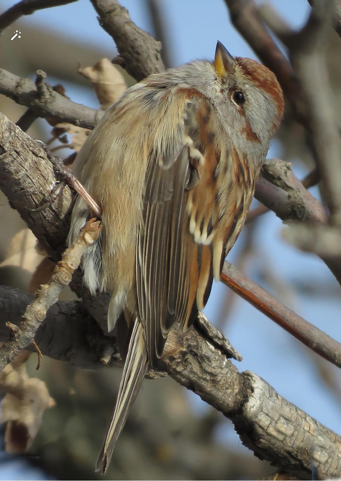 American Tree Sparrow Photo by Bob Neugebauer