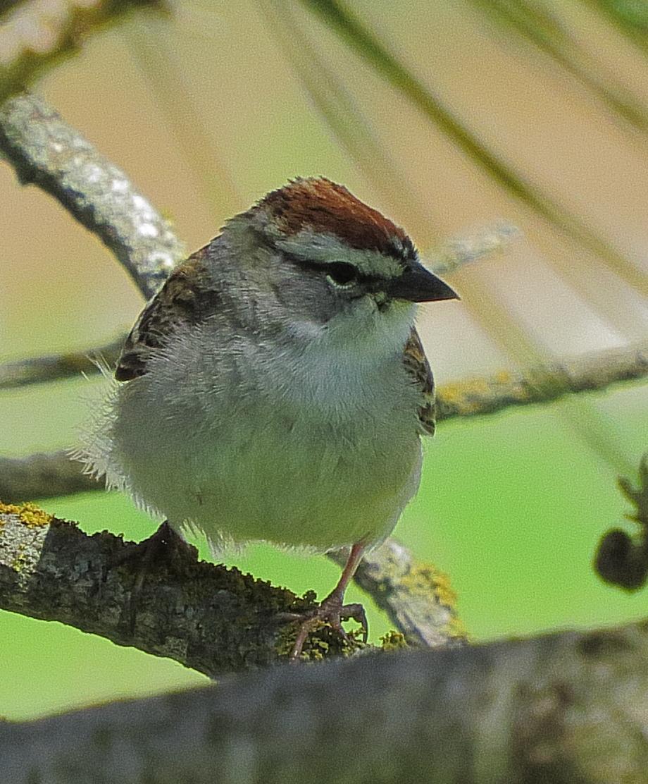 Chipping Sparrow Photo by Kent Jensen
