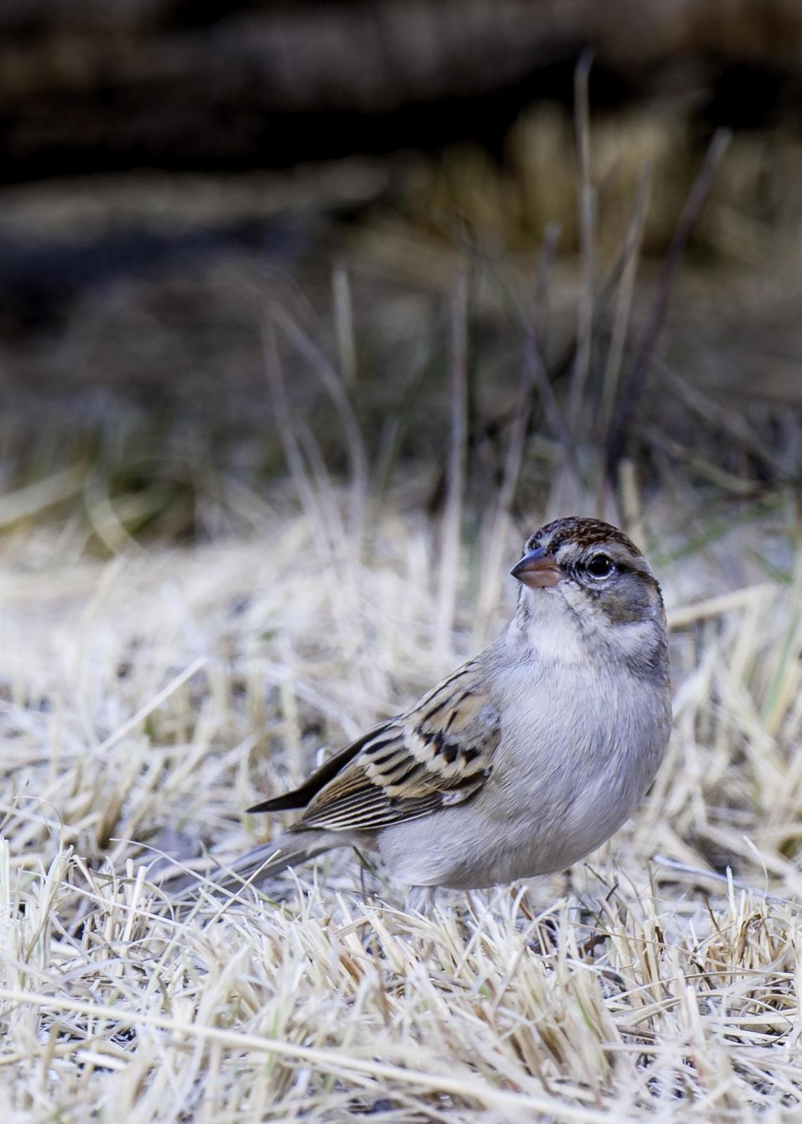 Chipping Sparrow Photo by Mason Rose