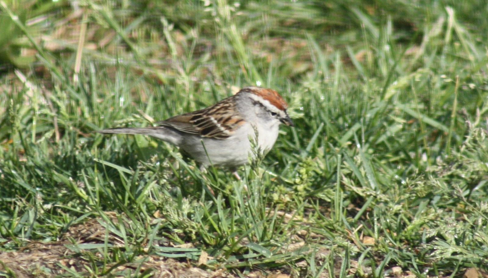 Chipping Sparrow Photo by Ray Watkins