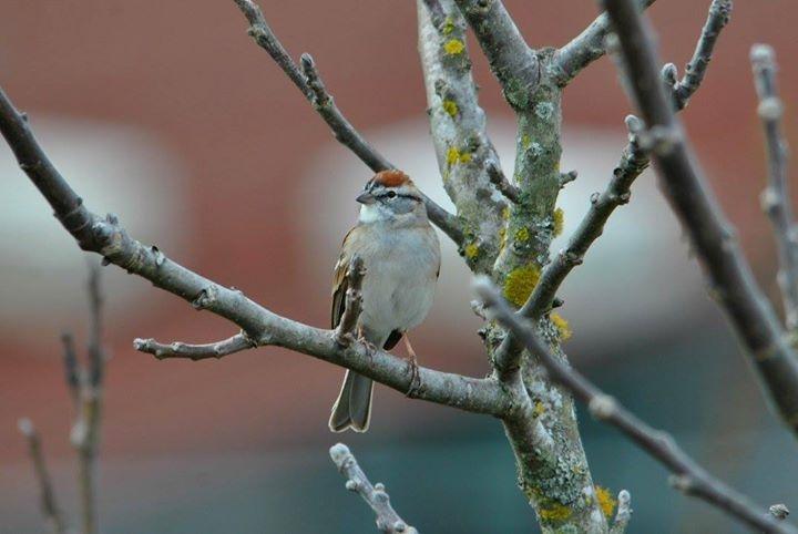 Chipping Sparrow Photo by Karlo Antonio Soto Huerta
