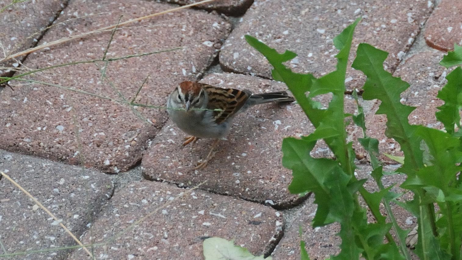 Chipping Sparrow Photo by RM Beck