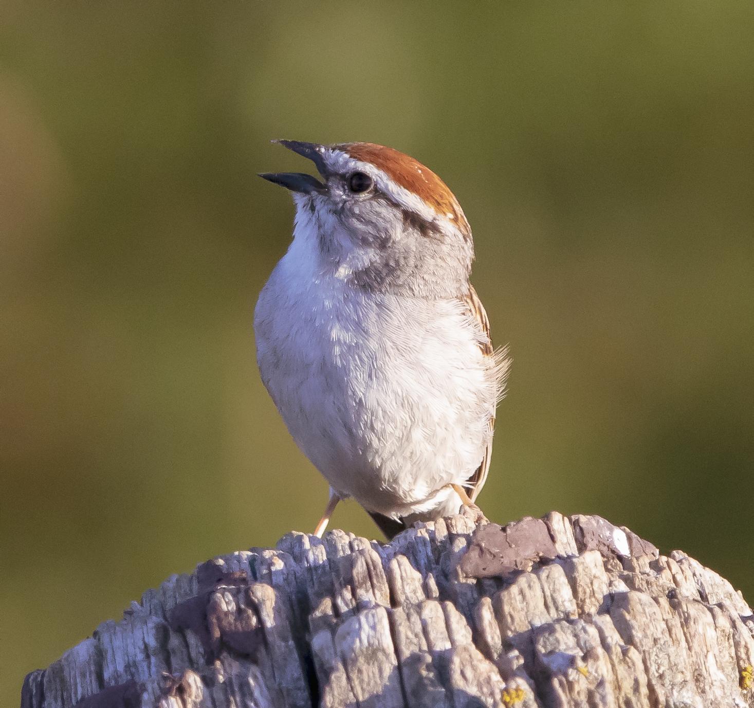 Chipping Sparrow Photo by Tom Gannon