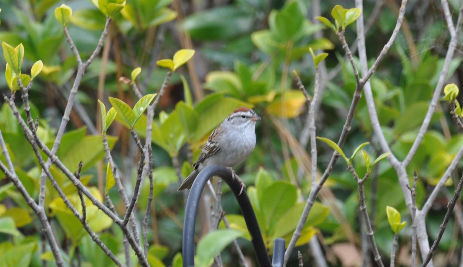 Chipping Sparrow Photo by Ashley Grubstein