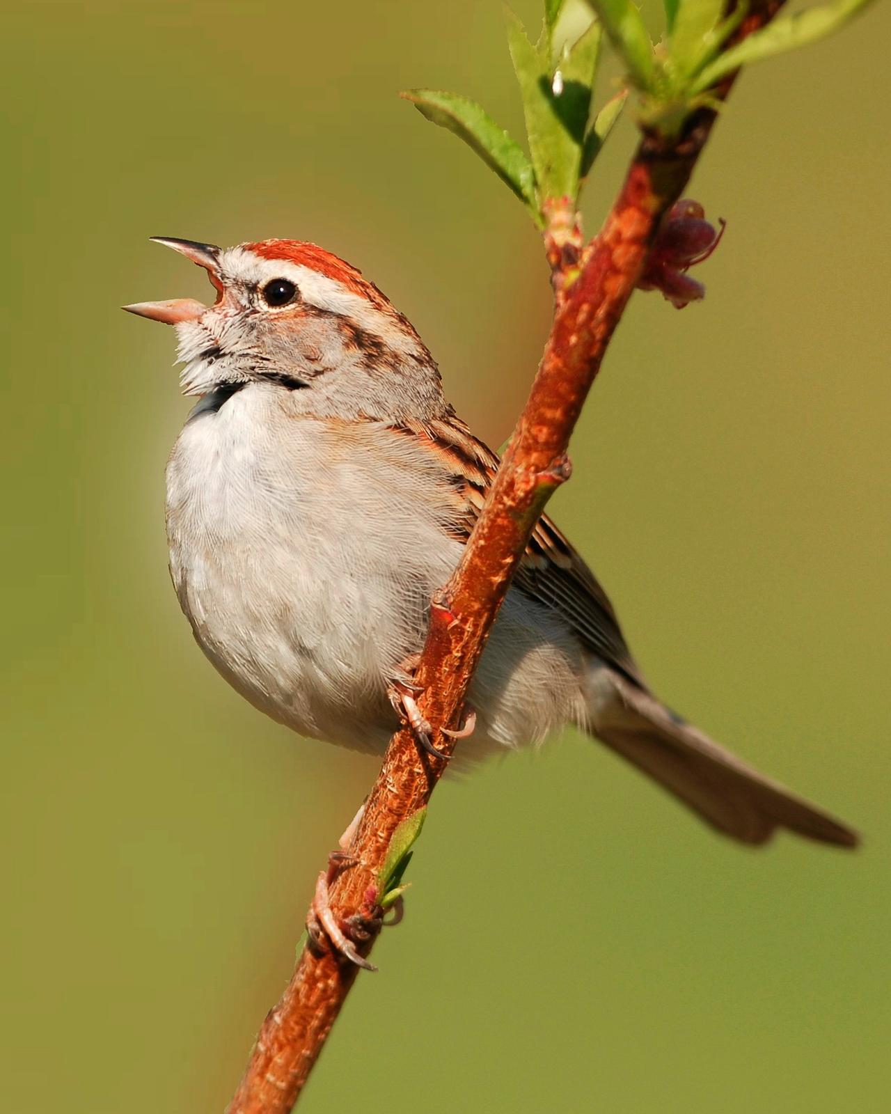 Chipping Sparrow Photo by David Hollie