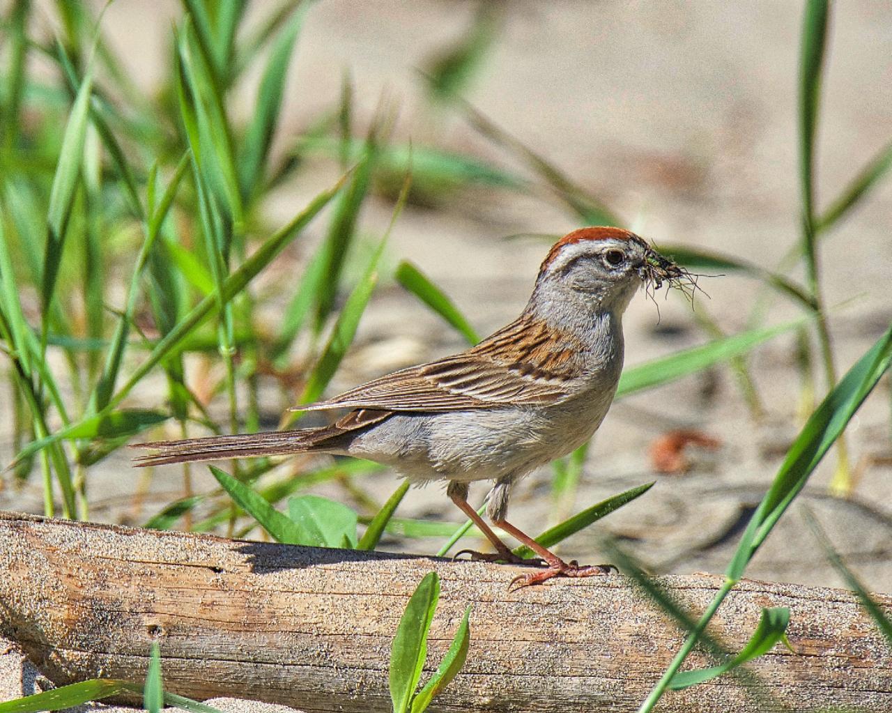 Chipping Sparrow Photo by Brian Avent
