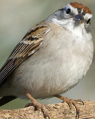 Chipping Sparrow Photo by Pete Myers