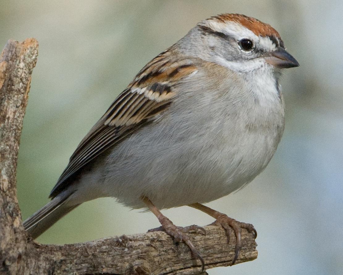 Chipping Sparrow Photo by Pete Myers