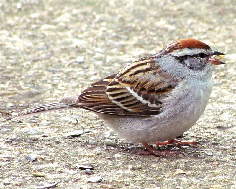 Chipping Sparrow Photo by Ashley Bradford