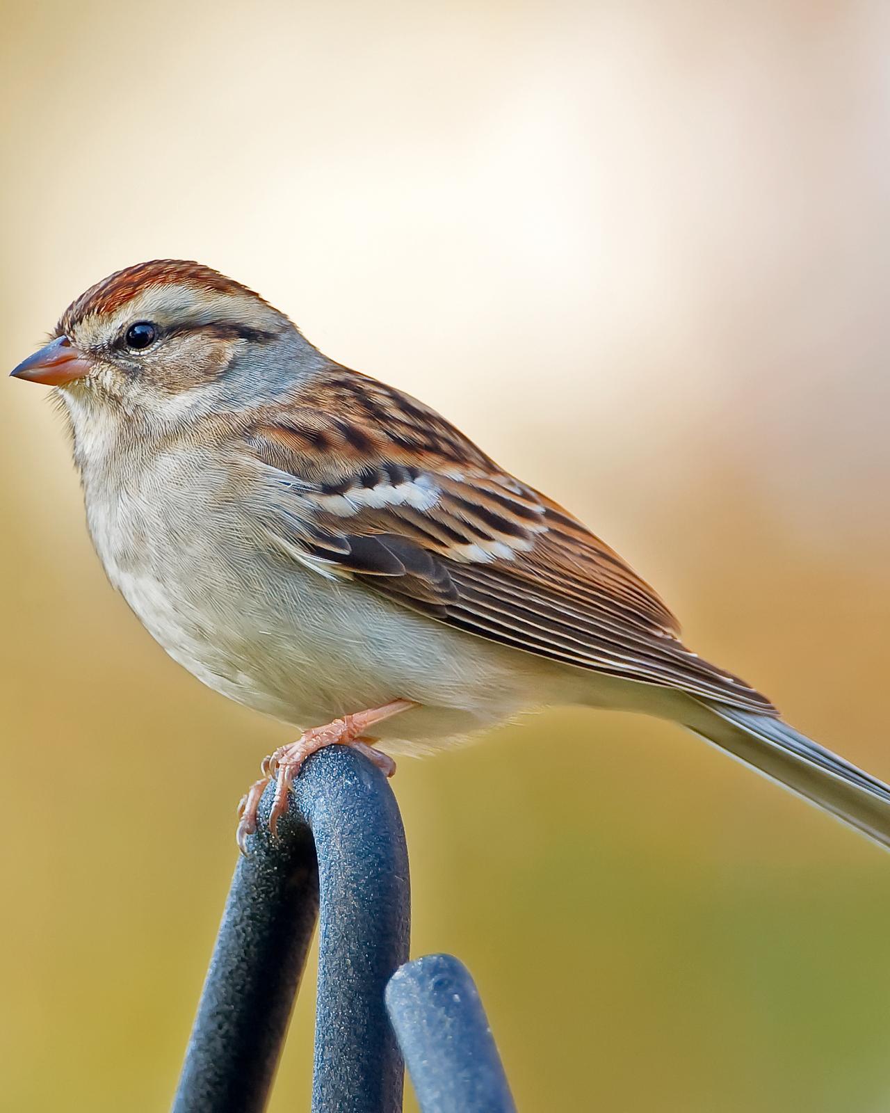 Chipping Sparrow Photo by JC Knoll