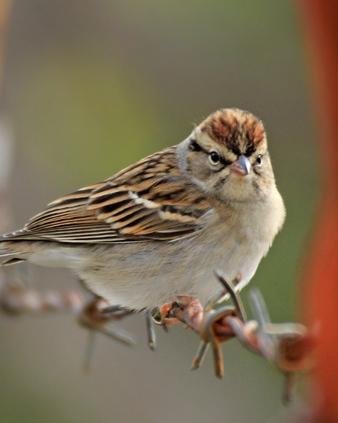 Chipping Sparrow Photo by Rene Valdes