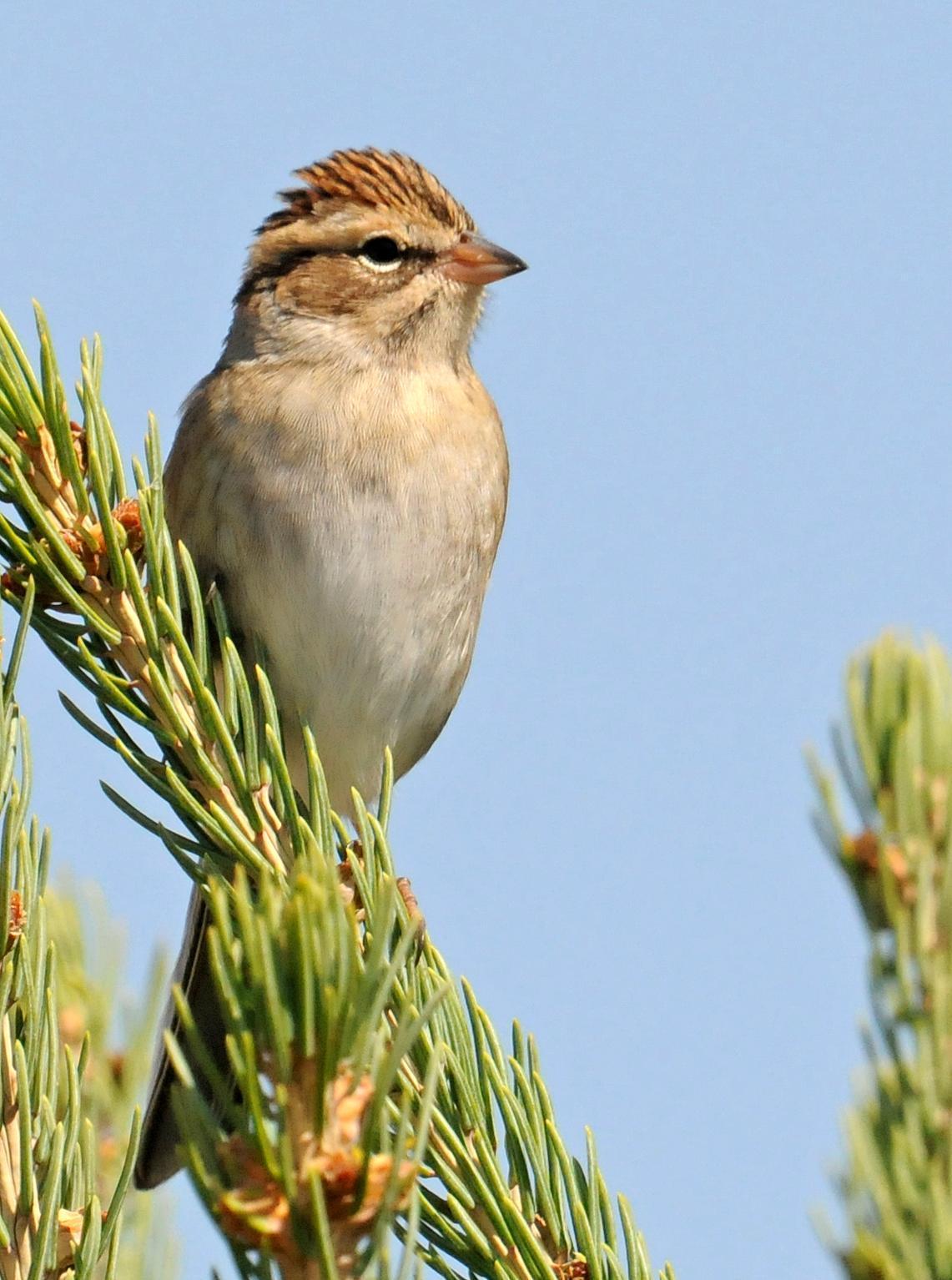 Chipping Sparrow Photo by Steven Mlodinow