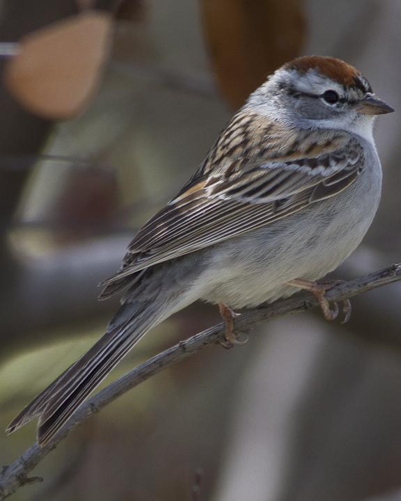 Chipping Sparrow Photo by Anthony Gliozzo