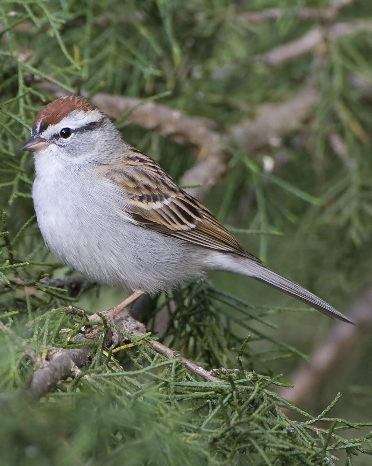 Chipping Sparrow Photo by Bill Adams