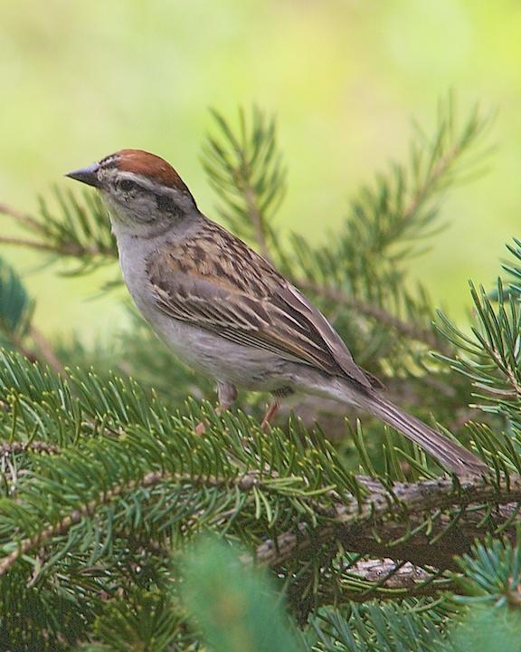 Chipping Sparrow Photo by Denis Rivard