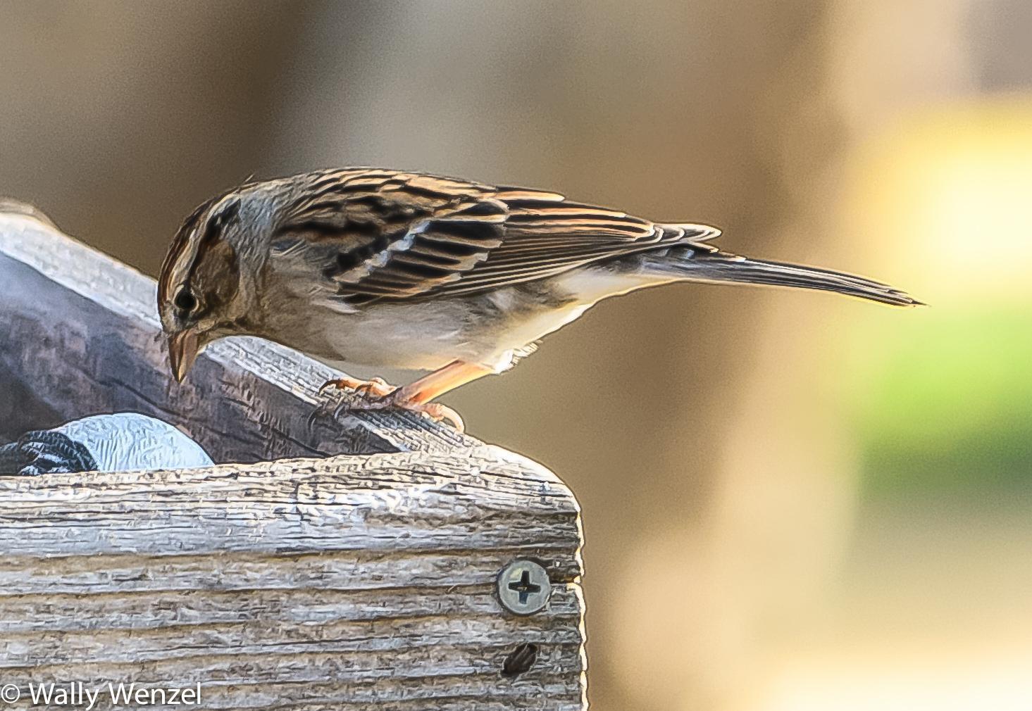 Chipping Sparrow Photo by Wally Wenzel