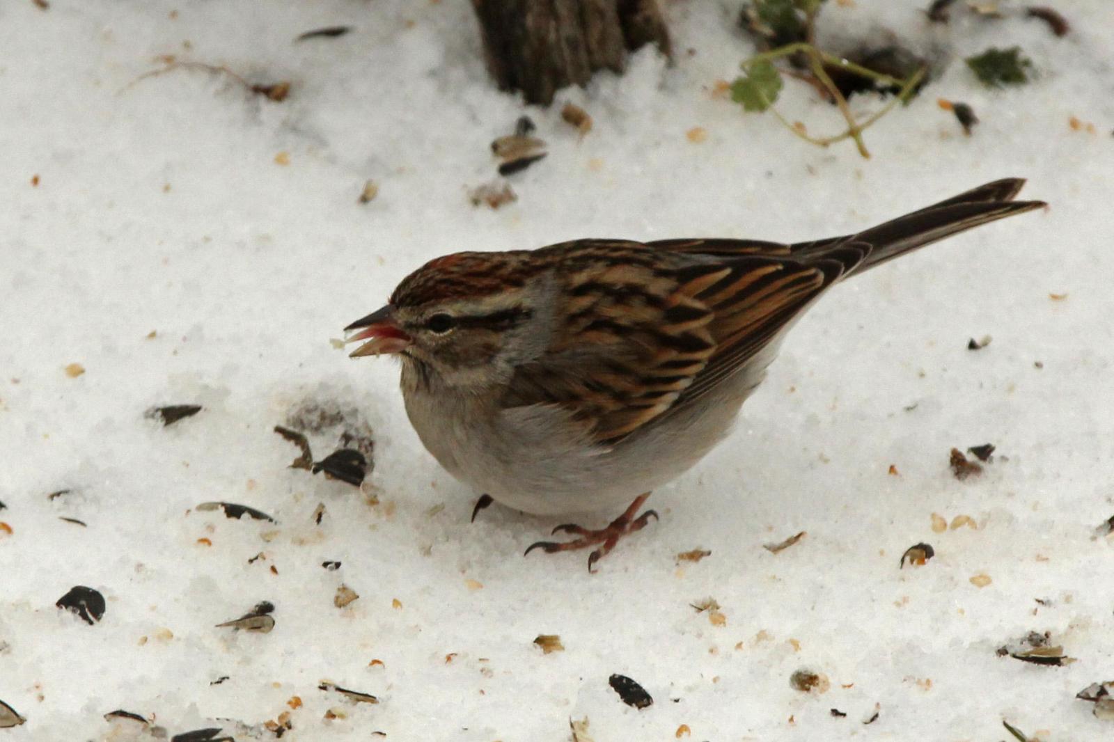 Chipping Sparrow Photo by Kristy Baker
