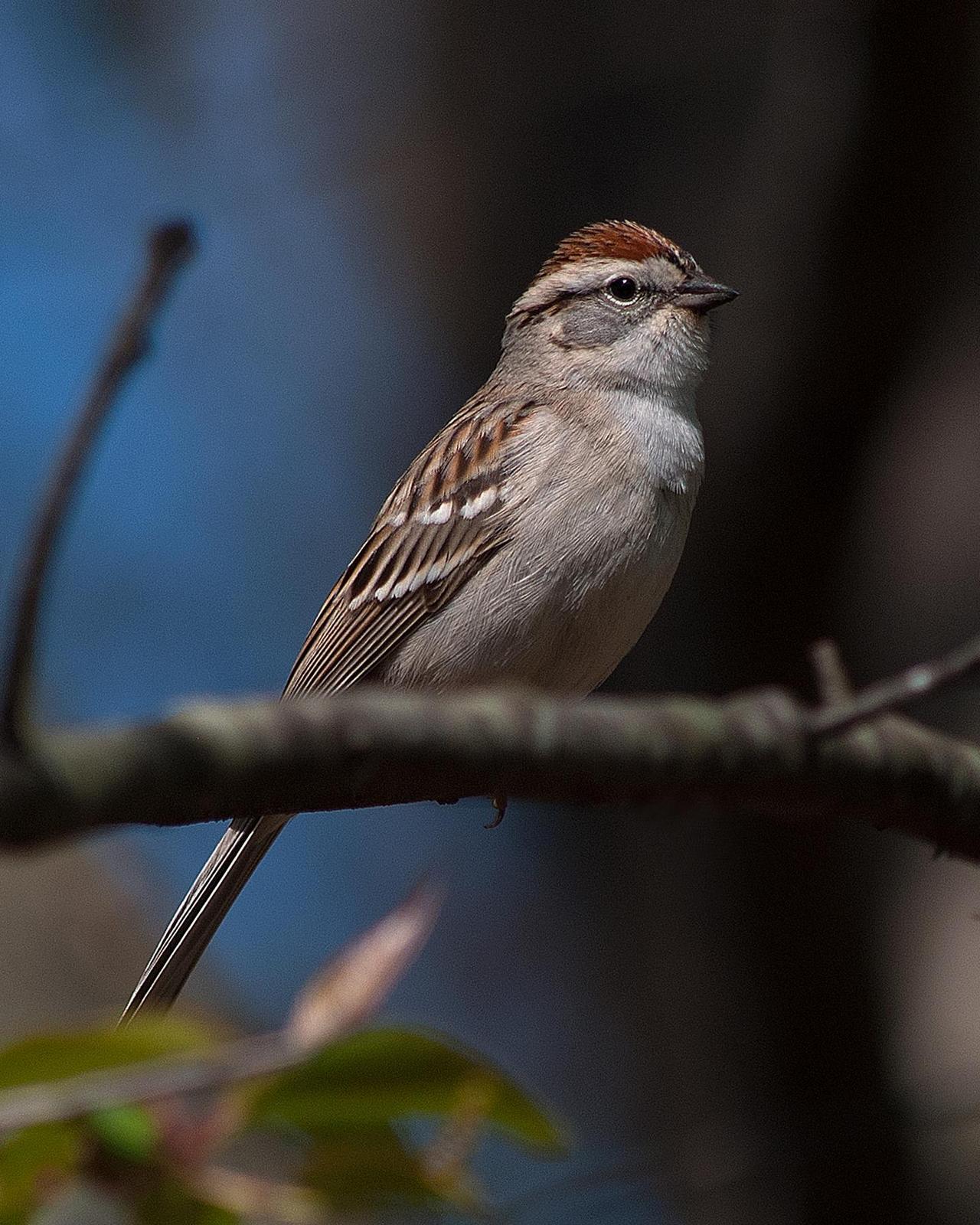 Chipping Sparrow Photo by Mark Blassage