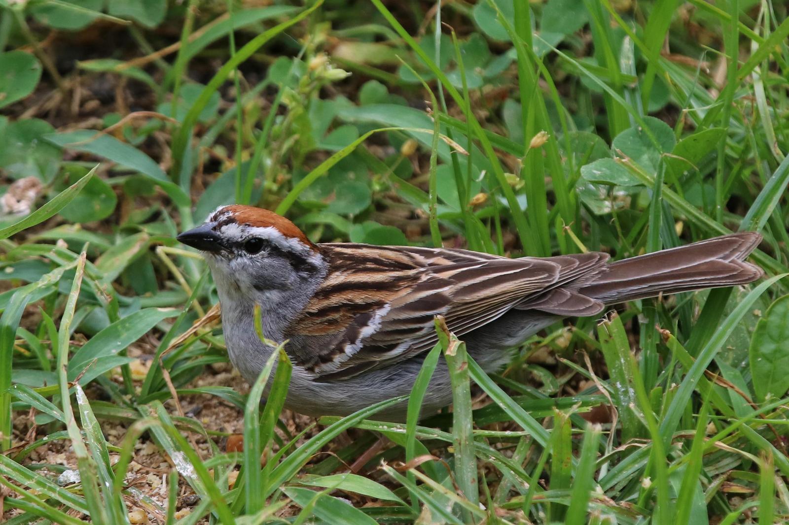 Chipping Sparrow Photo by Kristy Baker
