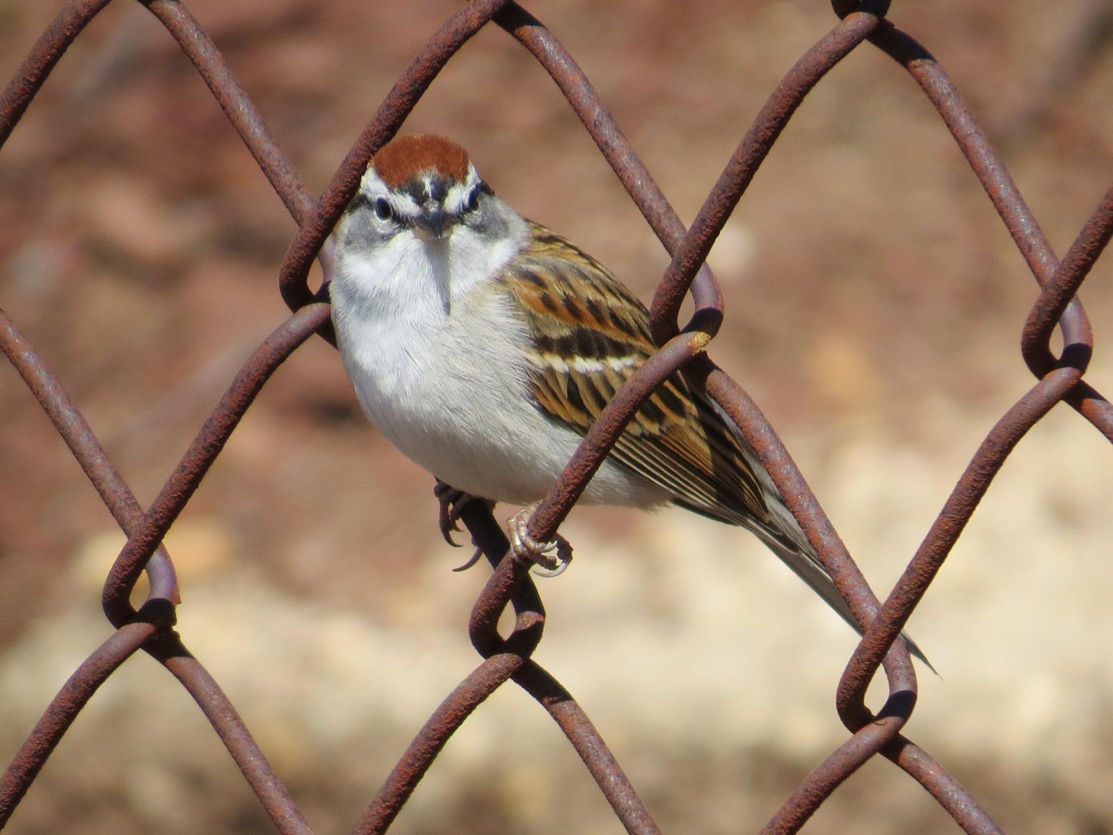 Chipping Sparrow Photo by Kathy Wooding