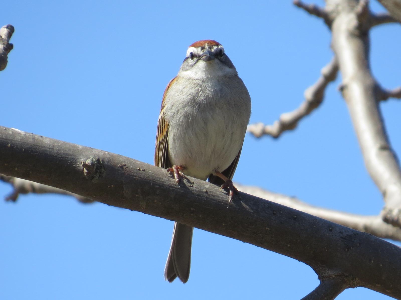 Chipping Sparrow Photo by Kathy Wooding