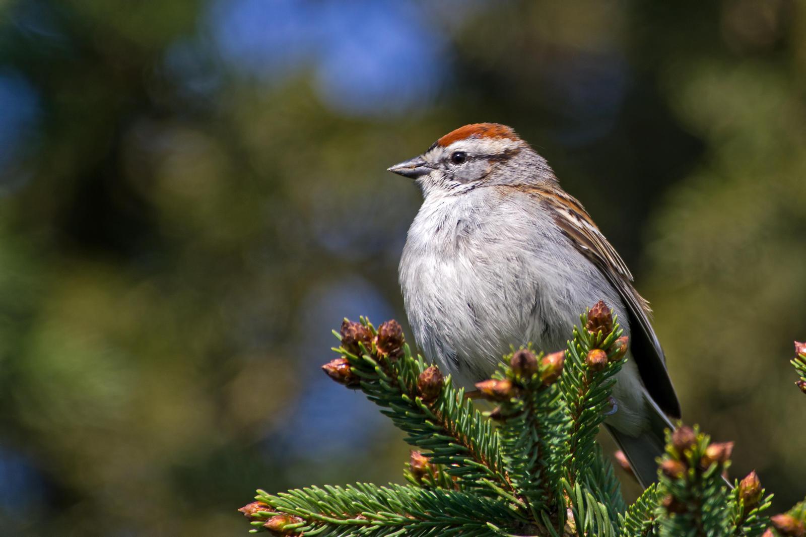Chipping Sparrow Photo by Rob Dickerson