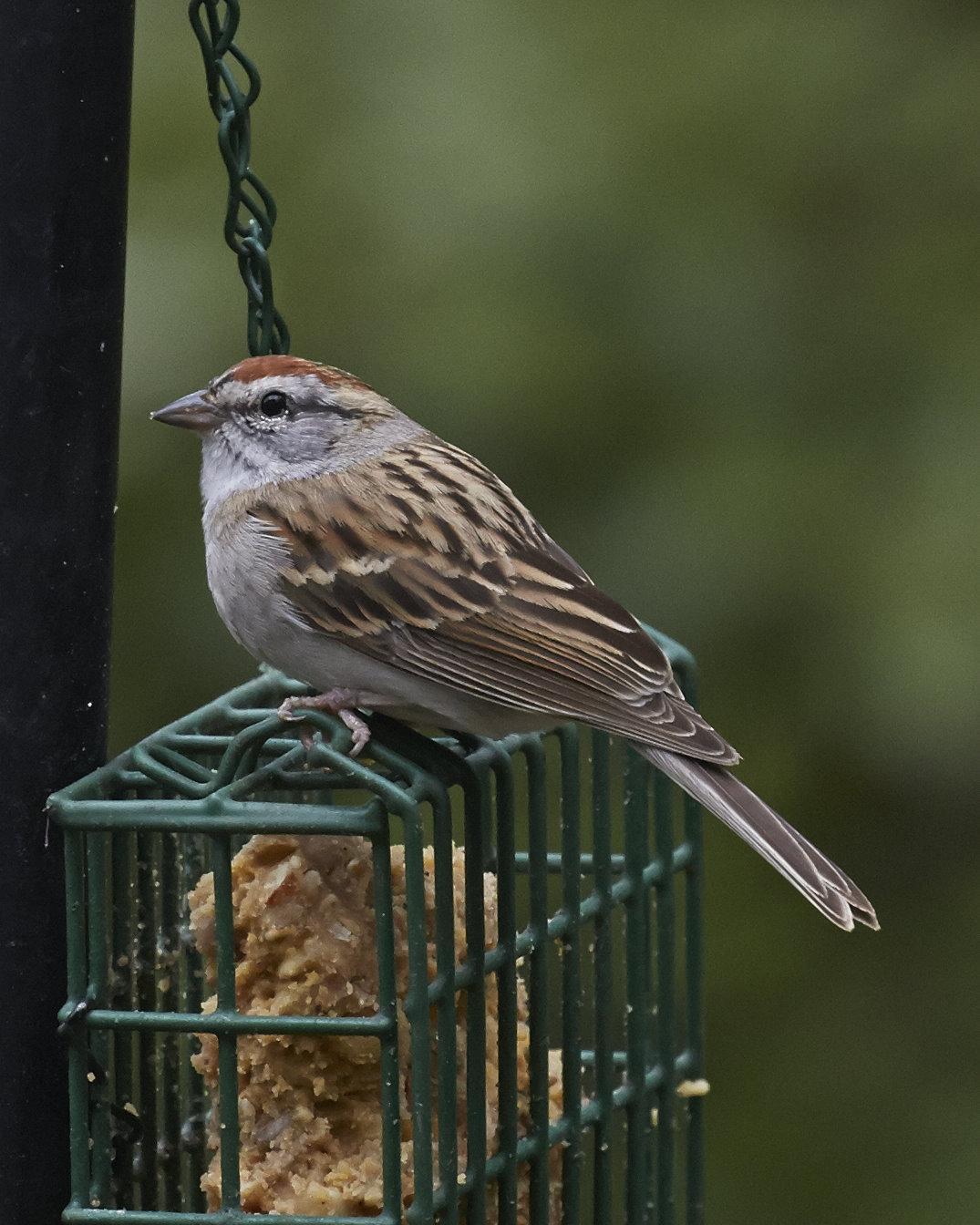 Chipping Sparrow Photo by Eric Eisenstadt