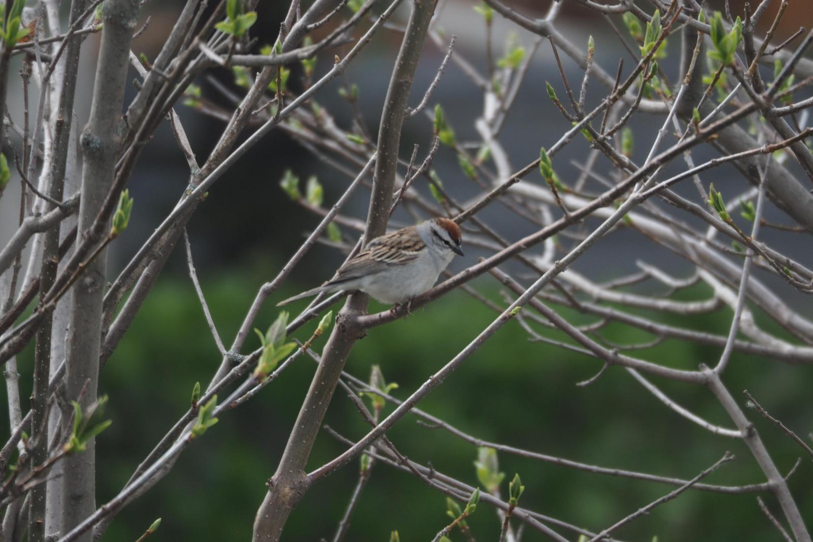 Chipping Sparrow Photo by Colin Hill