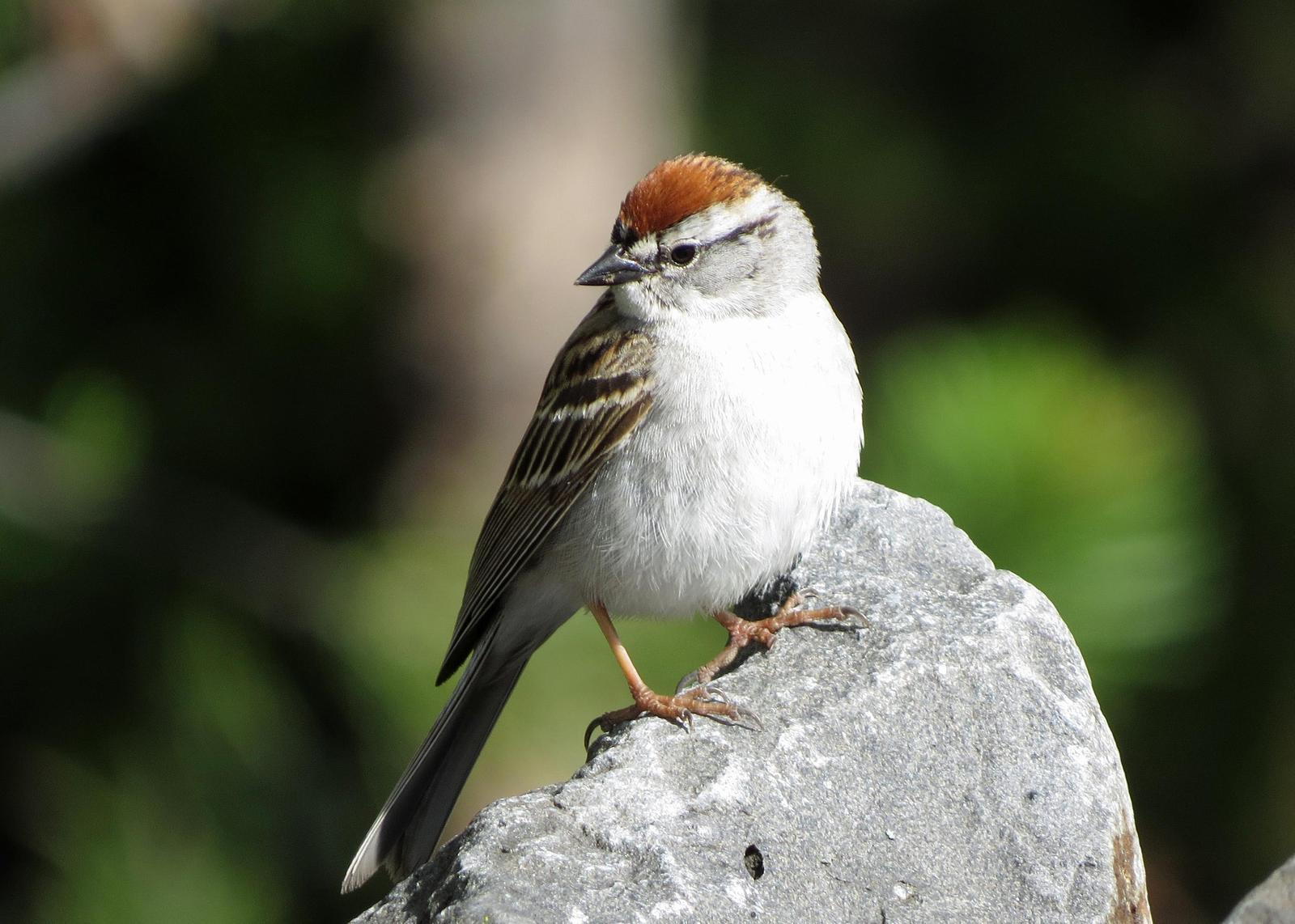 Chipping Sparrow Photo by Kelly Preheim