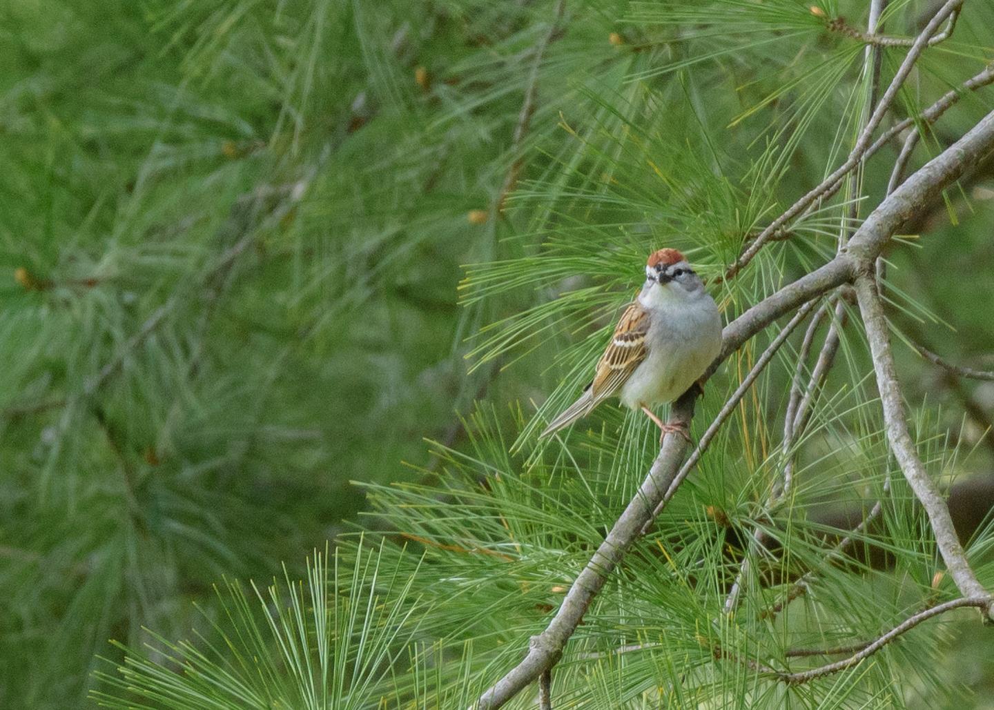 Chipping Sparrow Photo by Keshava Mysore