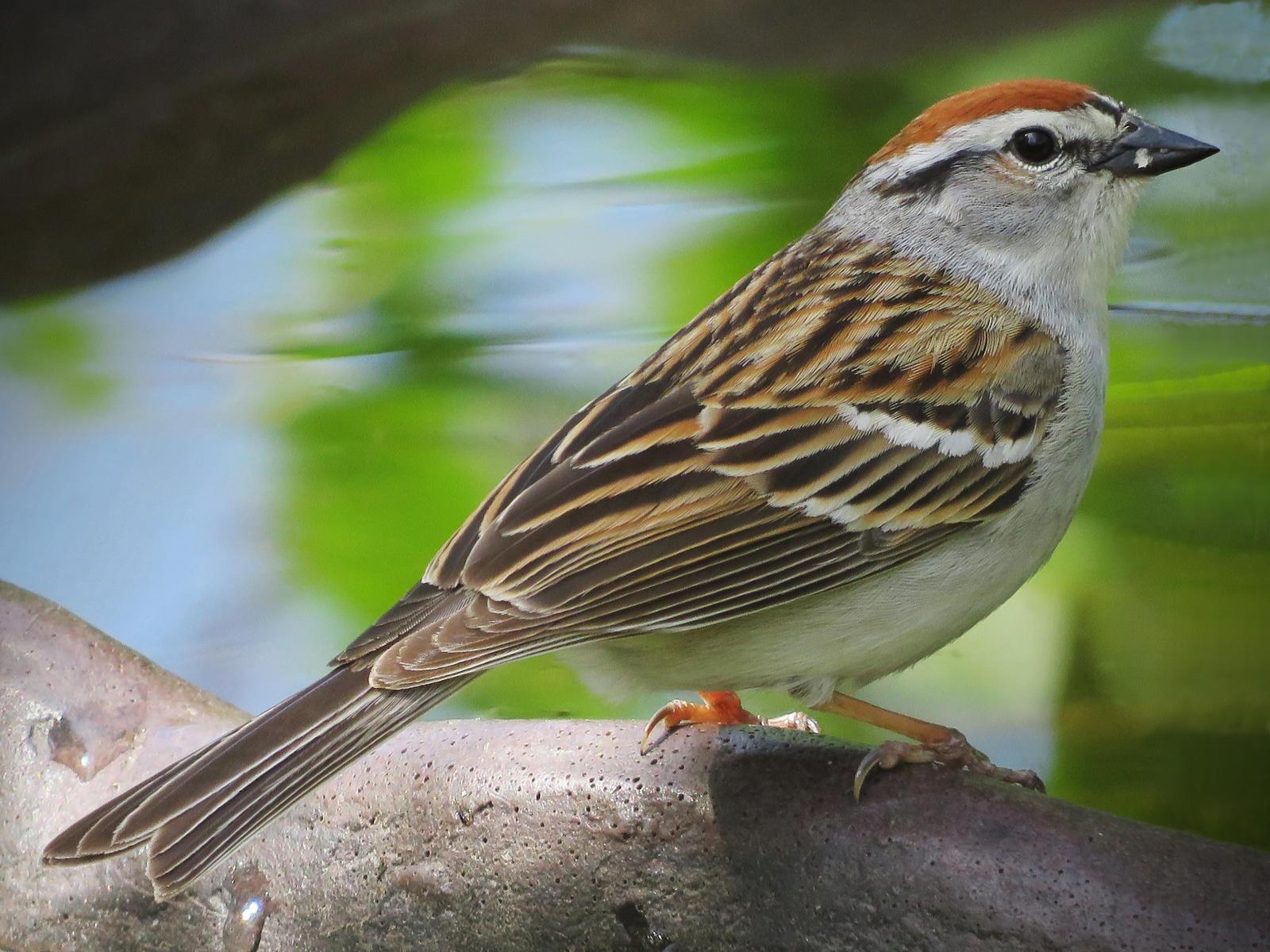 Chipping Sparrow Photo by Bob Neugebauer