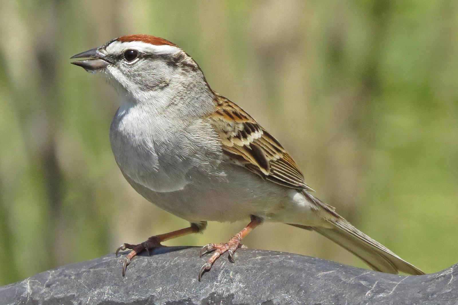 Chipping Sparrow Photo by Enid Bachman