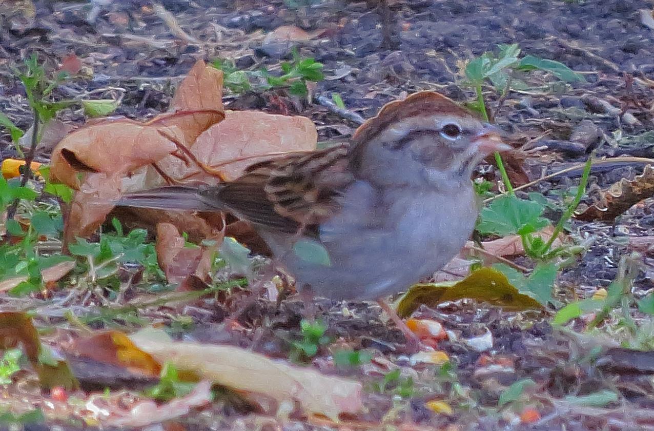 Chipping Sparrow Photo by Kent Jensen