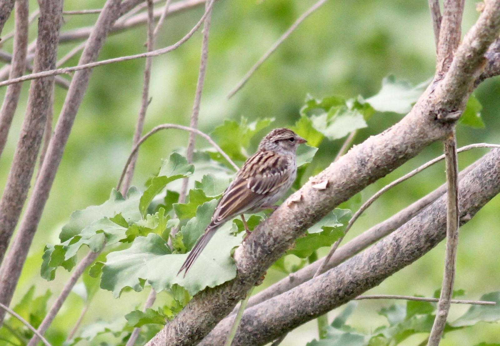 Chipping Sparrow Photo by Kathryn Keith