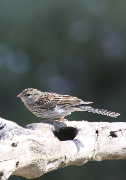 Chipping Sparrow Photo by Dan Tallman