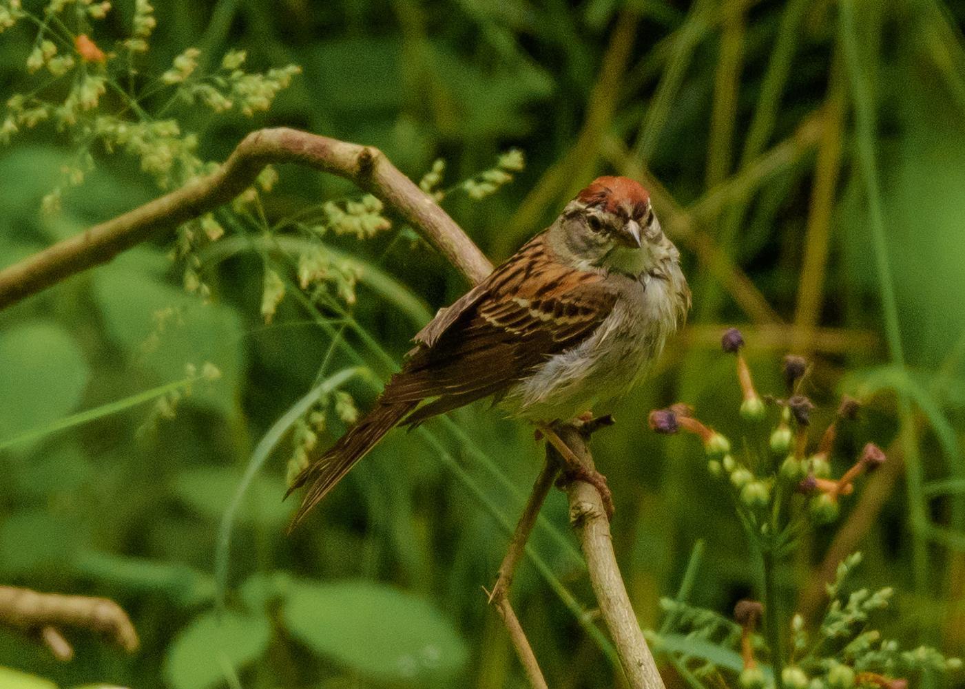 Chipping Sparrow Photo by Keshava Mysore