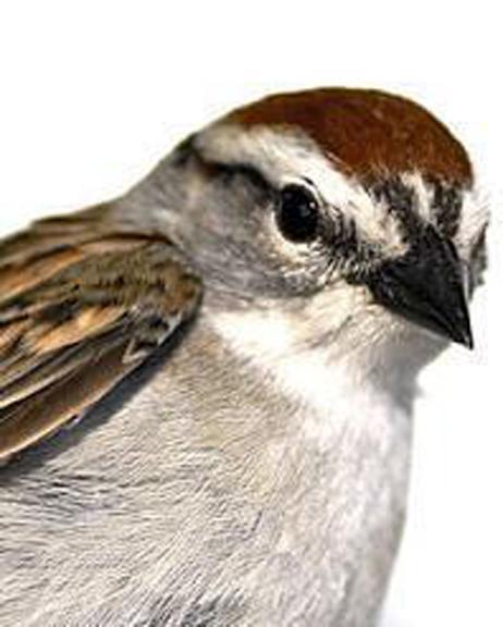 Chipping Sparrow Photo by Dan Tallman