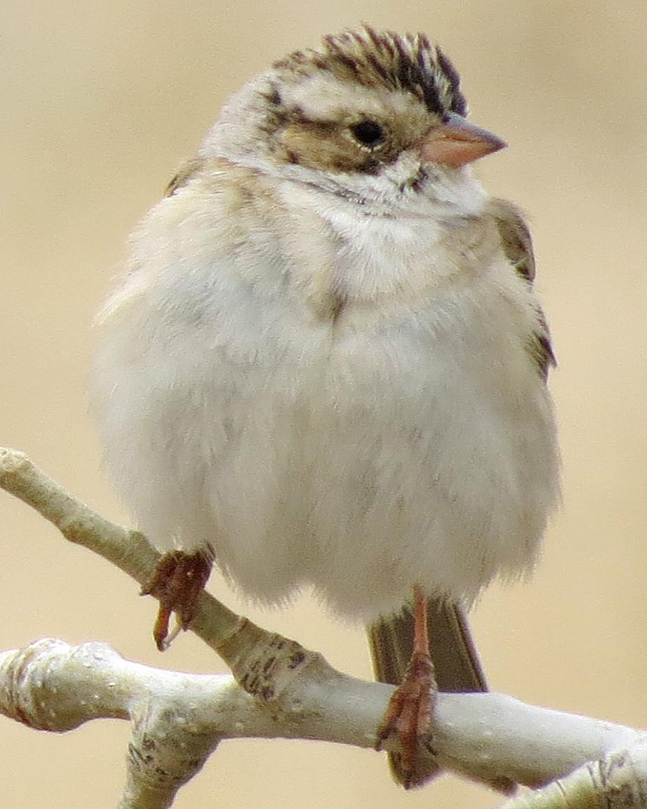Clay-colored Sparrow Photo by Kelly Preheim