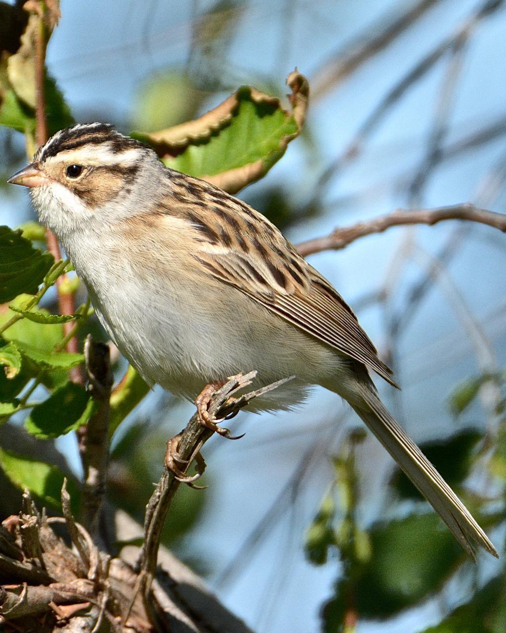 Clay-colored Sparrow Photo by Brian Avent
