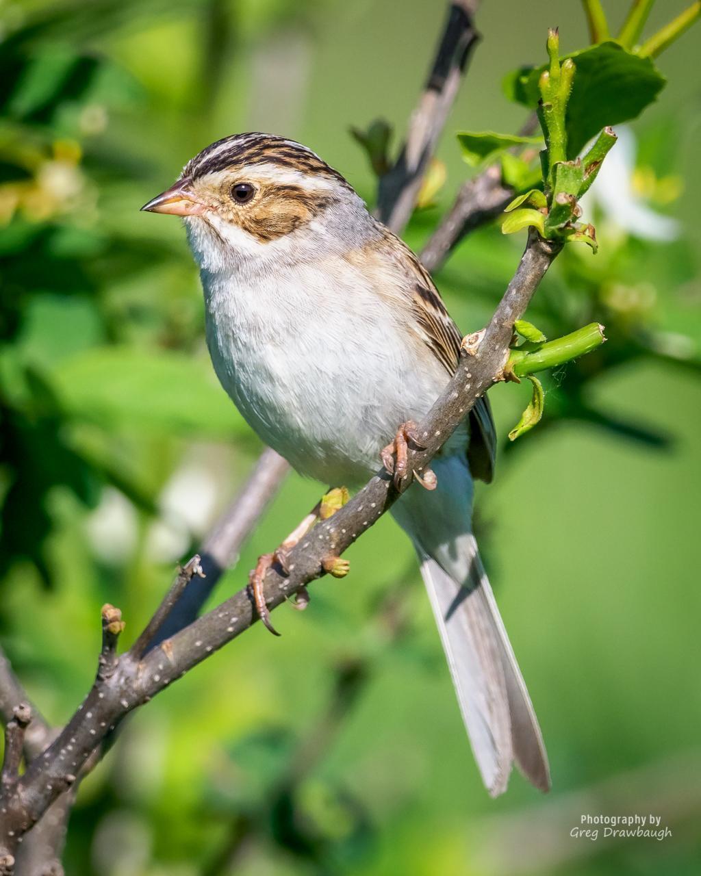 Clay-colored Sparrow Photo by Greg Drawbaugh