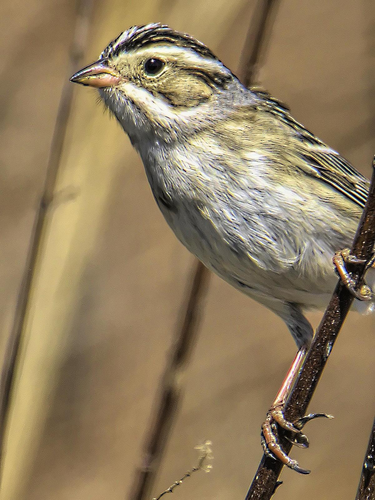 Clay-colored Sparrow Photo by Dan Tallman