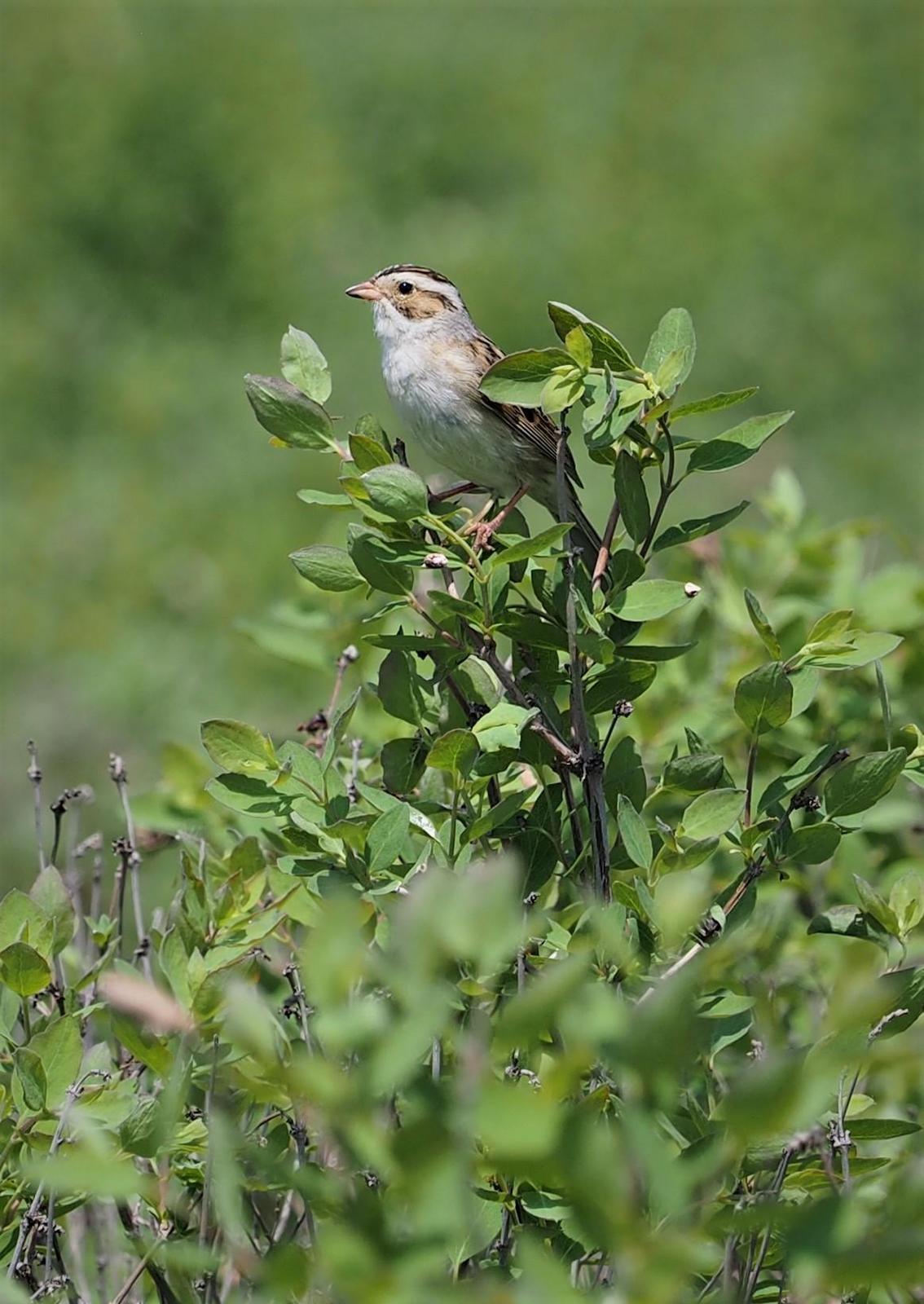 Clay-colored Sparrow Photo by Colin Hill