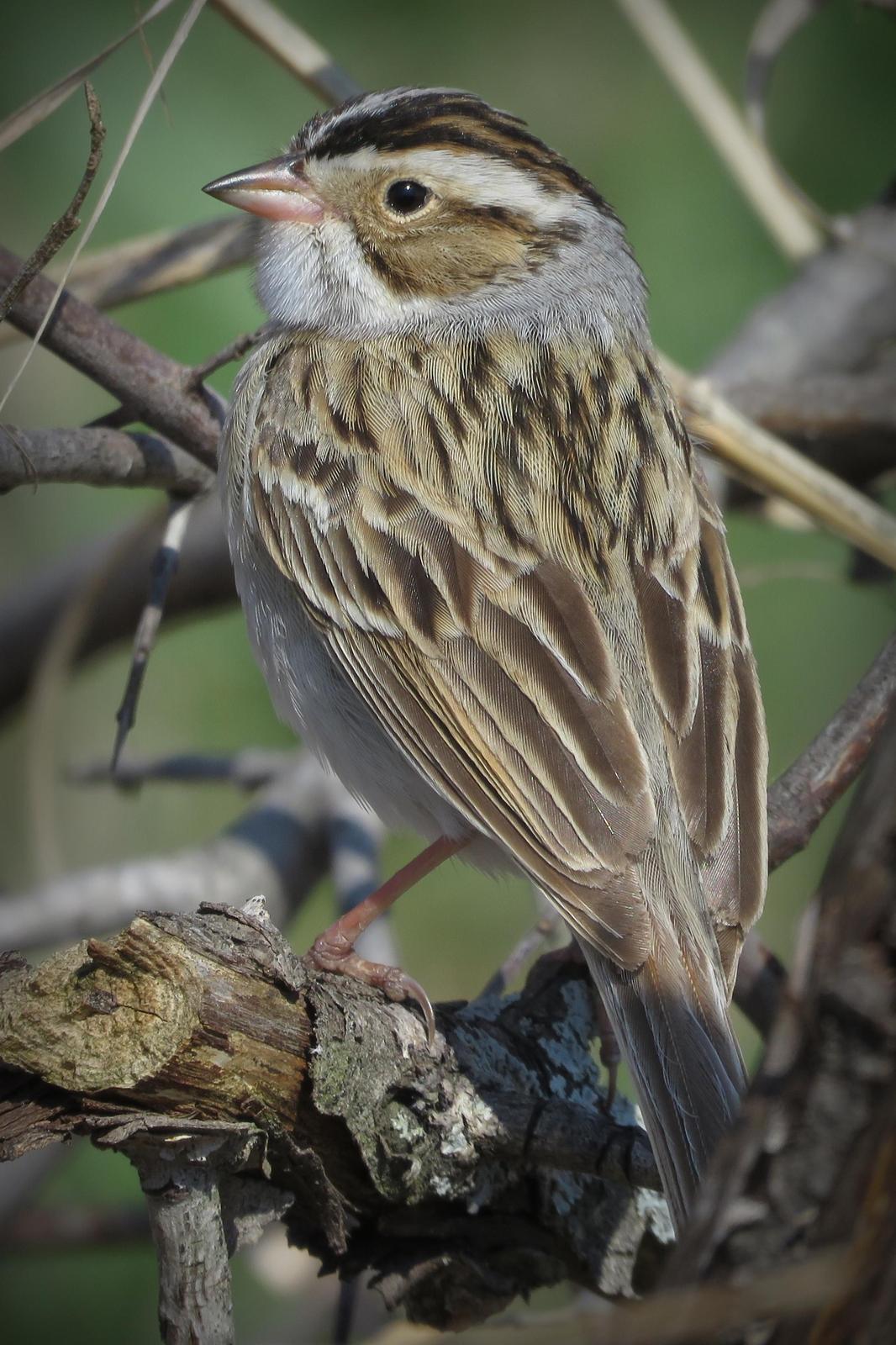 Clay-colored Sparrow Photo by Bob Neugebauer