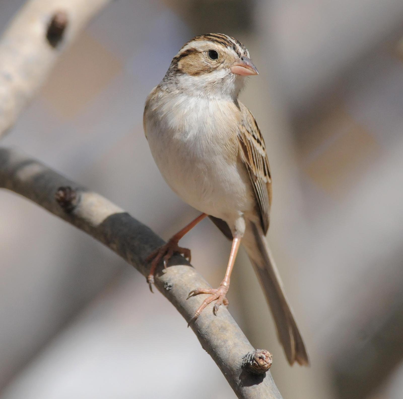 Clay-colored Sparrow Photo by Steven Mlodinow