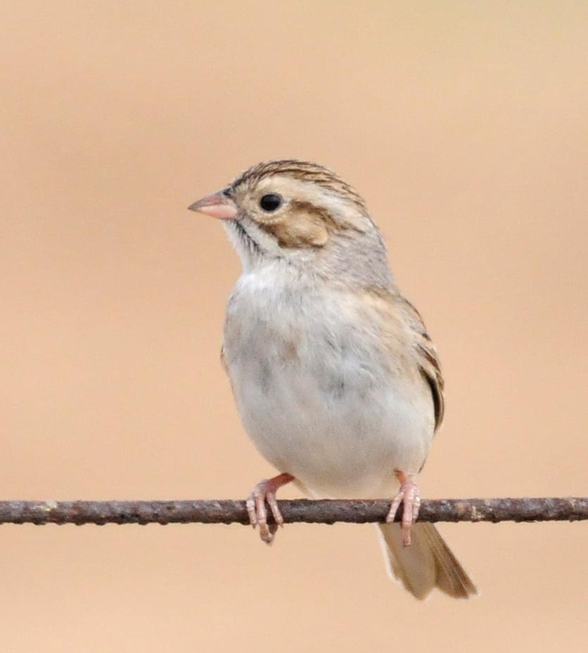 Clay-colored Sparrow Photo by Steven Mlodinow