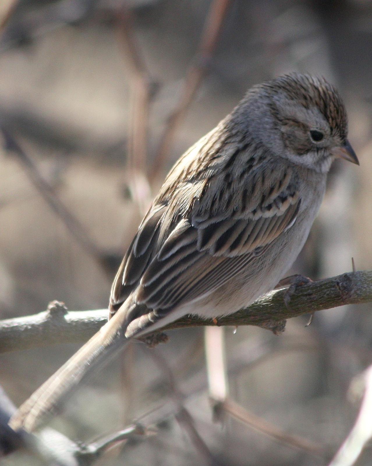 Brewer's Sparrow Photo by Andrew Core